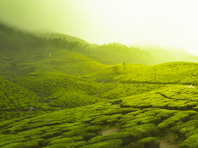 Munnar Honeymoon Tour Package from Trichy